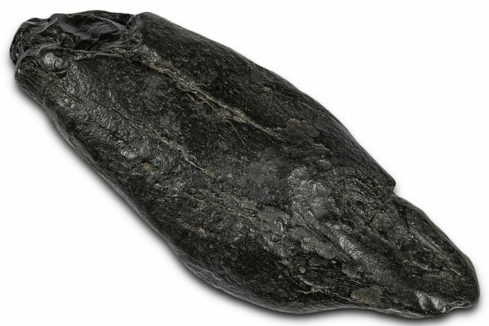 Fossil Sperm Whale (Scaldicetus) Tooth - South Carolina #332048